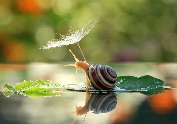 macro-photography-vyacheslav-mishchenko-60